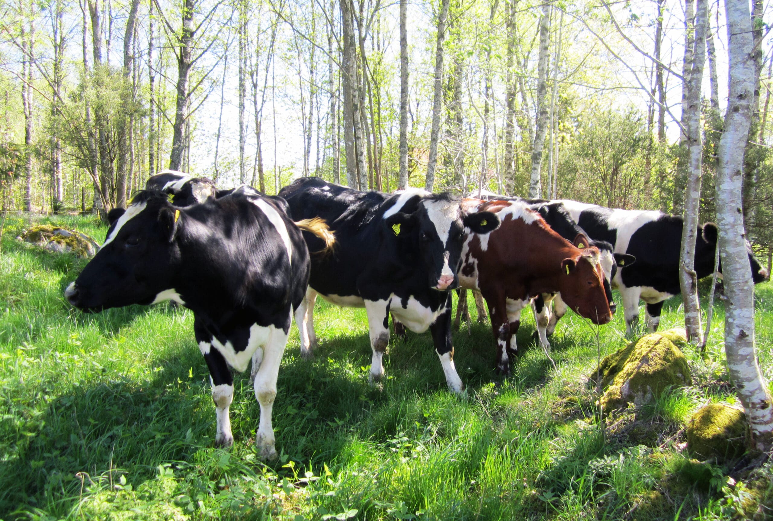 Biogasen produceras bland annat av gödsel från kor.